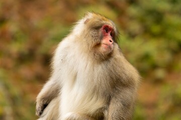 Obraz premium Monkey looking at the camera in a forest setting