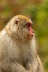 Obraz premium Monkey in the Wild