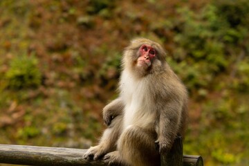 Fototapeta premium Monkey sitting on a fence in Japan