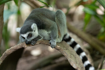 Fototapeta premium Ring-tailed lemur resting on a tree branch, curled body and striped tail visible, forest background with shallow depth of field.