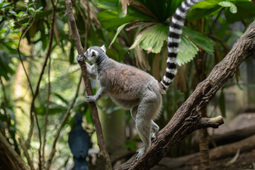 Ring-tailed lemur climbing a tree branch in a tropical forest, full body view with long striped tail, green foliage background and natural light.