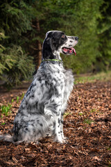 Beautiful white with black spots English setter in the forest among the dry grass. Walking with a dog outside the city. Hunting dogs.