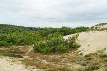 Sand dunes on the Atlantic coast of France, in the Aquitaine region. Bay of Biscay Various green plants and grass grow more reliably The sky is cloudy