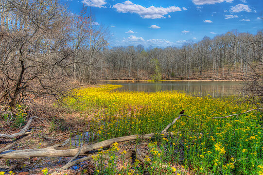 Mustard Flowers on the Nickell Branch.  A vibrant field of yellow wildflowers blankets the foreground leading up to a calm lake, flanked by leafless trees and a clear blue sky. 