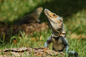 Obraz premium Two black spiny-tailed iguanas in the grass in Costa Rica