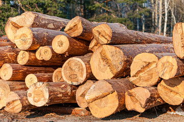Pile of freshly cut pine logs stacked outdoors at a sawmill or logging site. Natural wood texture, growth rings, and forestry industry concept.
