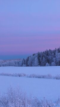 snow covered trees
