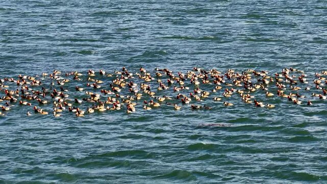 Hungarian ducks (Netta rufina) floating together on the sea surface. A flock of wild ducks resting in their natural habitat and gliding on gentle waves.