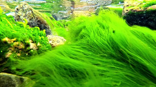 Green algae Enteromorpha sp. sway underwater in clear transparent water on rocks near the shore in the Black Sea