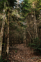 Narrow forest path covered with dry leaves among dense conifer trees in Tara National Park, Serbia. Quiet woodland scene with natural light and deep perspective.