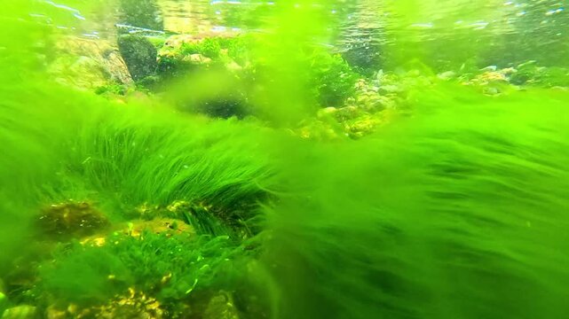 Green algae Enteromorpha sp. sway underwater in clear transparent water on rocks near the shore in the Black Sea