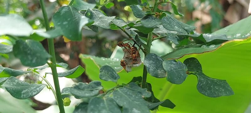 yellow bee nest on katuk vegetable tree 