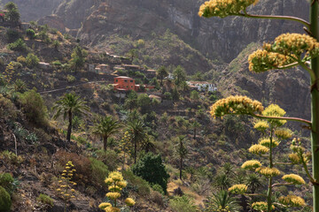 Masca Valley village with orange houses and yellow agave blooms amid steep volcanic mountains, Tenerife, Canary Islands, Spain.