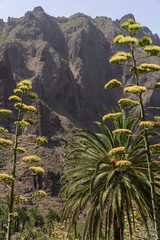 Agave flower stalks and Canary palm amid steep volcanic cliffs of Masca Valley, Tenerife, Canary Islands, Spain.