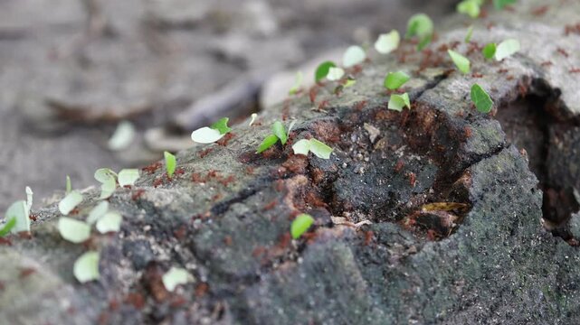 Leaf-cutter Ants in Colombian Jungle