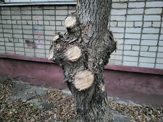 A tree trunk with trimmed branches against a brick wall