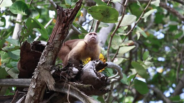 Capuchin Monkeys in Parque Tayrona, Colombia