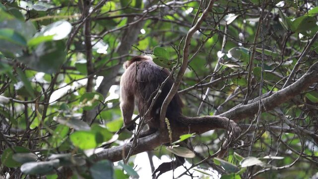 Capuchin Monkeys in Parque Tayrona, Colombia