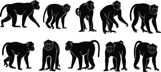 Collection of black monkey silhouette illustrations showing walking standing and crouching poses isolated on white background wildlife primate vector set design elements bundle © Shariyar Pantho