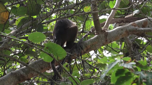 Capuchin Monkeys in Parque Tayrona, Colombia