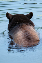 Brown Bear Swimming
