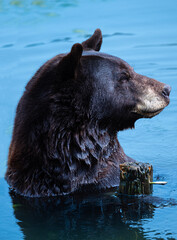 Bear in Water