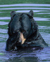 Black Bear in Water