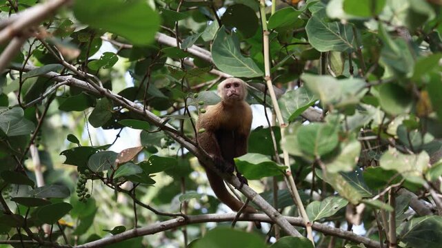 Capuchin Monkeys in Parque Tayrona, Colombia