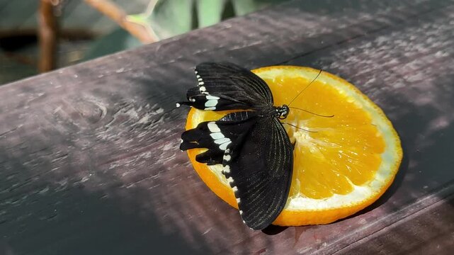 Blue morpho butterfly with delicate wing details drinks juice from an orange slice placed on a wooden surface, with other butterflies feeding in the background. High quality 4k footage. High quality 4