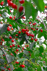 Obraz premium Vibrant red cherries hanging from lush green branches in nature