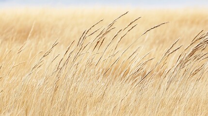 Fototapeta premium Golden stalks of dry grass sway gently in a sunlit field
