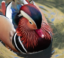 Mandarin Duck Close-up