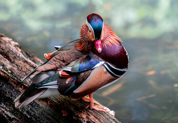 Mandarin Duck Perched on a Trunk