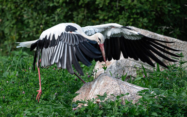 Stork with Open Wings