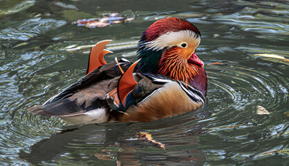 Mandarin Duck in Water