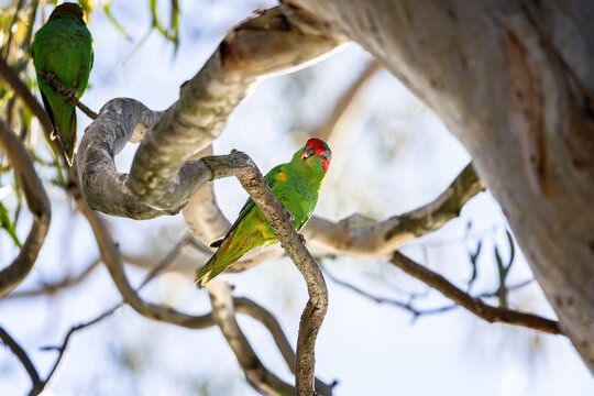 Musk lorikeet hiding in a tree on a sunny day. The colourful bird is looking down from the protection of a gumtree in Australia