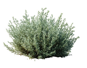 sagebrush plant isolated on a white background