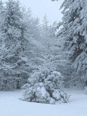 Snowy Forest Majesty A Winter Landscape of Trees Covered in Frost and Ice Crystals