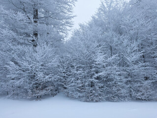 Frosty Winter Wonderland Snow-Covered Trees in a Dense Forest Landscape, Serene Nature Shot