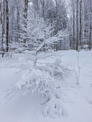 Snow-Covered Winter Wonderland A Serene Forest Scene of Trees and Untouched Snow