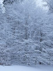 Enchanted Winter Forest Snow-Covered Trees in a Cold, Serene Landscape, Nature s Icy Embrace