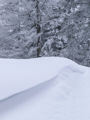 Snowy Forest Scene Fresh Snowfall Covering Trees and Ground, Creating a Winter Wonderland.