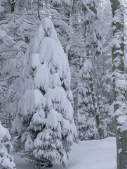 Snow Laden Trees Create a Winter Wonderland Scene in a Quiet Forest Setting, Nature s Beauty