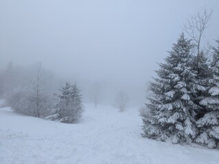 Serene Winter Wonderland with Snow-Covered Trees in a Quiet Foggy Landscape