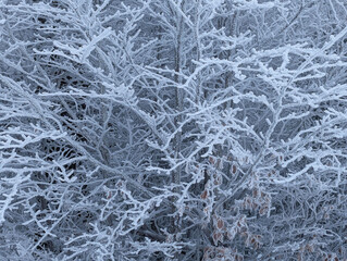 Frosty Winter Wonderland Enchanting Branches Adorned with Ice Crystals, Nature s Icy Embrace.