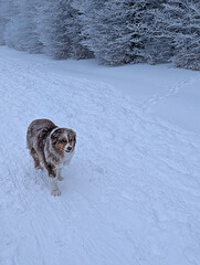 Australian Shepherd Dog Enjoying a Snowy Winter Day in the Forest, Canine Adventure
