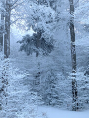 Winter Wonderland A Serene Forest Landscape Covered in Fresh Snow and Frosty Trees