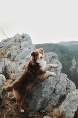 Australian shepherd climbing rocky terrain near a mountain viewpoint in Tara National Park, Serbia. Active dog in wild nature with cliffs and forest background.