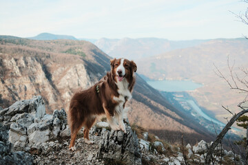 Australian Shepherd standing on rocky cliff with view of Drina River and Perucac Lake in Tara National Park, Serbia. Wild mountain landscape and adventure mood.