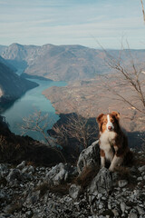 Australian Shepherd sitting on rocky viewpoint above Drina River canyon in Tara National Park, Serbia. Calm pet portrait with dramatic mountain scenery.